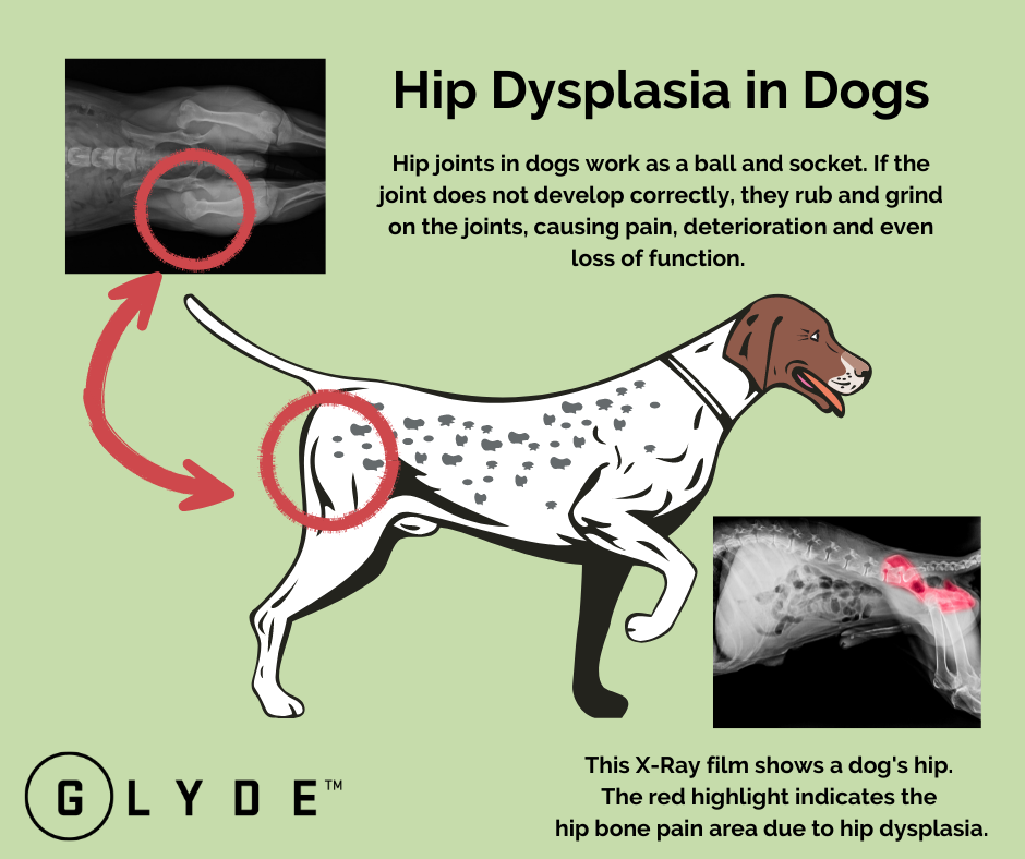 Dog breeds store without hip dysplasia